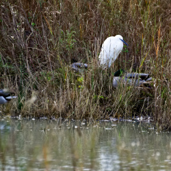 15/10/2024 Marais de Tasdon