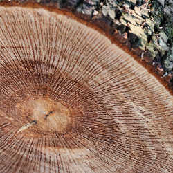 Parc Delmas 11/03/2025