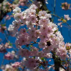 Rue des Cerisiers 25-03-2025