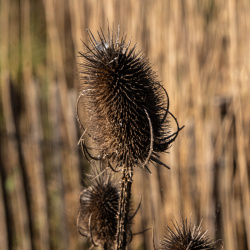 Marais de Tasdon 08/04/2025
